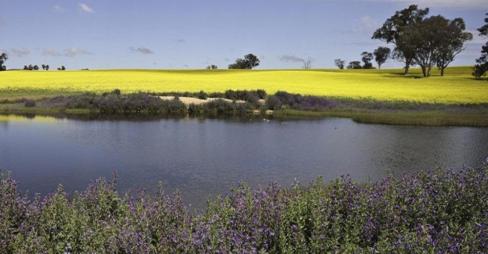 Cootamundra Gardens Motel Экстерьер фото